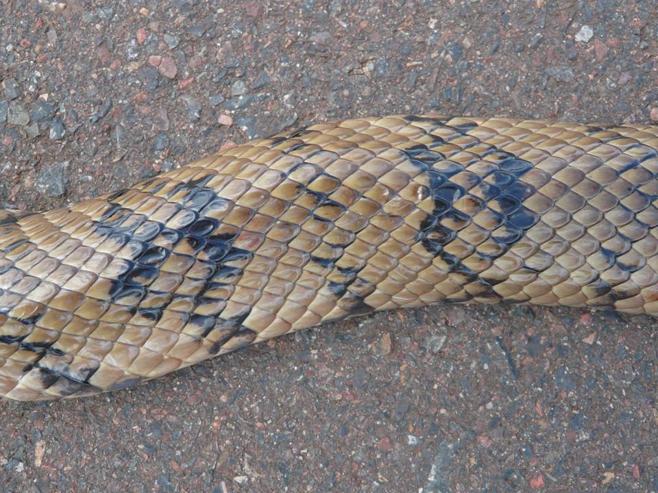 FIGURE 8 FIGURE 8